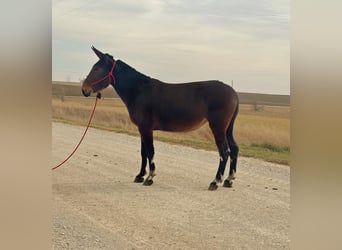 Mule, Jument, 9 Ans, 152 cm, Bai cerise