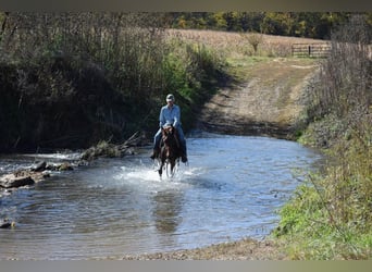 Mule, Jument, 9 Ans, 152 cm, Bai cerise