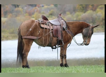 Mule, Jument, 9 Ans, Alezan dun