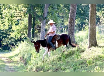 Mule, Jument, 9 Ans, Tobiano-toutes couleurs