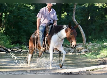 Mule, Jument, 9 Ans, Tobiano-toutes couleurs