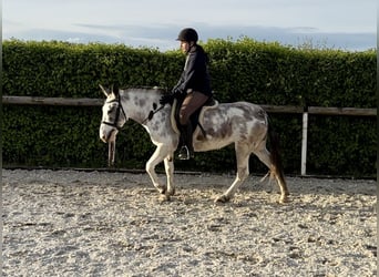 Mule, Mare, 10 years, 13.1 hh, Roan-Blue