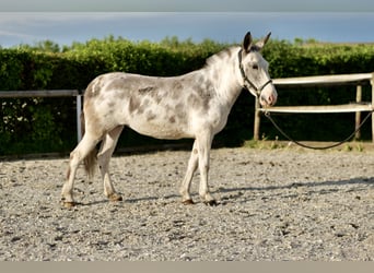 Mule, Mare, 10 years, 13.1 hh, Roan-Blue