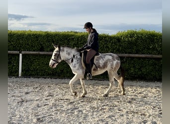 Mule, Mare, 10 years, 13.1 hh, Roan-Blue