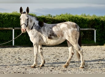 Mule, Mare, 10 years, 13.1 hh, Roan-Blue