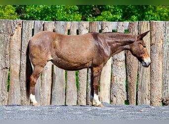 Mule, Mare, 10 years, 13.2 hh, Sorrel