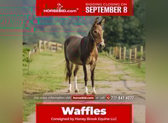 Mule, Mare, 10 years, 13,1 hh, Bay