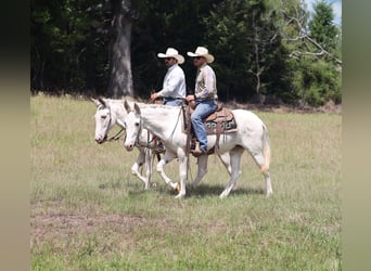 Mule, Mare, 10 years, 14,2 hh, White