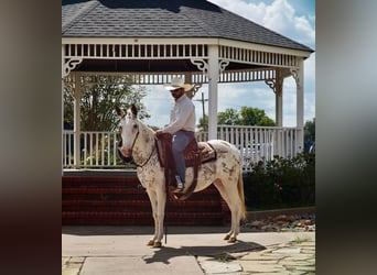 Mule, Mare, 10 years, 14,2 hh, White
