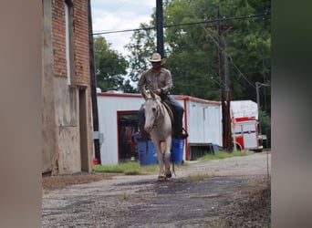 Mule, Mare, 10 years, 14,2 hh, White