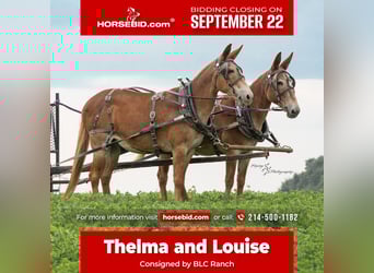 Mule, Mare, 10 years, 14,2 hh, White