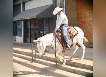 Mule, Mare, 10 years, 14,2 hh, White