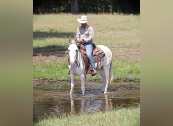 Mule, Mare, 10 years, 14,2 hh, White