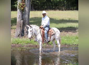 Mule, Mare, 10 years, 14,2 hh, White