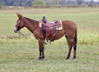 Mule, Mare, 10 years, 14,3 hh, Bay