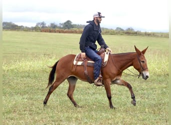 Mule, Mare, 10 years, 14,3 hh, Bay
