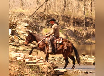 Mule, Mare, 10 years, 15,1 hh, Bay