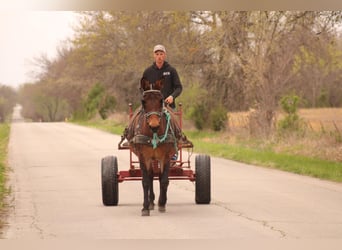 Mule, Mare, 10 years, 15,1 hh, Bay