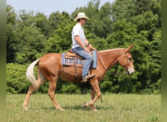 Mule, Mare, 10 years, 15.2 hh, Chestnut