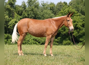 Mule, Mare, 10 years, 15.2 hh, Chestnut