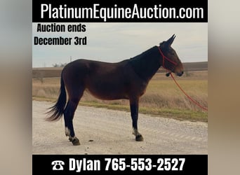 Mule, Mare, 10 years, 15 hh, Bay