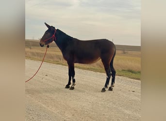 Mule, Mare, 10 years, 15 hh, Bay