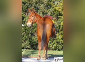 Mule, Mare, 10 years, 15 hh, Chestnut