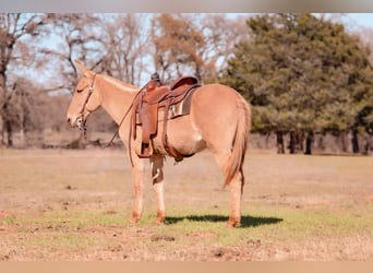 Mule, Mare, 10 years, 15 hh, Dun