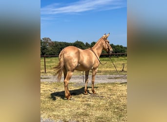 Mule, Mare, 10 years, 15 hh, Dun