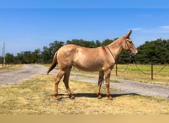 Mule Mix, Mare, 10 years, 15 hh, Dun
