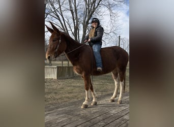 Mule, Mare, 10 years, 15 hh, Sorrel