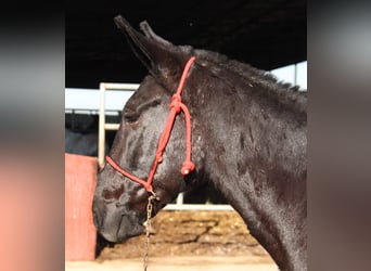 Mule, Mare, 10 years, 15,1 hh, Black