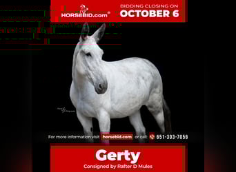 Mule Mix, Mare, 10 years, 16,2 hh, Grey