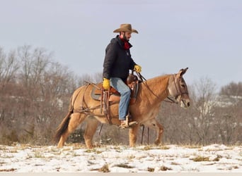 Mule, Mare, 10 years, Dun