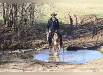 Mule, Mare, 10 years, Dun