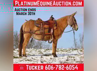 Mule, Mare, 10 years, Dun