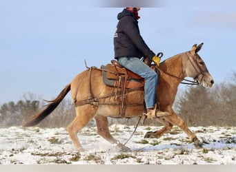 Mule, Mare, 10 years, Dun