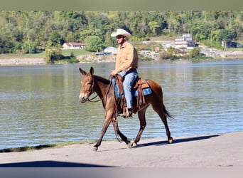 Mule, Mare, 11 years, 13,3 hh, Bay