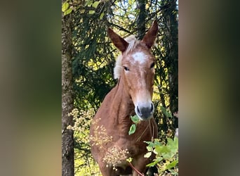 Mule, Mare, 11 years, 13,3 hh, Leopard-Piebald