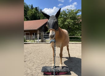 Mule, Mare, 11 years, 13,3 hh, Leopard-Piebald