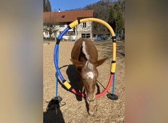 Mule, Mare, 11 years, 13,3 hh, Leopard-Piebald