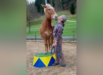 Mule, Mare, 11 years, 13,3 hh, Leopard-Piebald