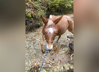 Mule, Mare, 11 years, 13,3 hh, Leopard-Piebald