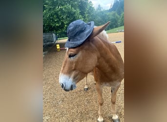 Mule, Mare, 11 years, 13,3 hh, Leopard-Piebald