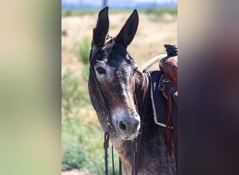 Mule, Mare, 11 years, 14.1 hh, Bay