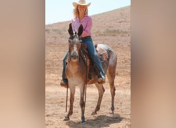 Mule, Mare, 11 years, 14.1 hh, Bay