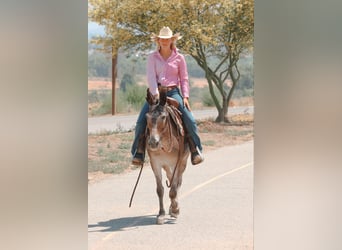 Mule, Mare, 11 years, 14.1 hh, Bay