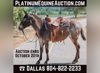 Mule, Mare, 11 years, 14.1 hh, Bay
