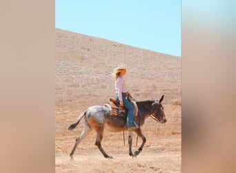 Mule, Mare, 11 years, 14.1 hh, Bay