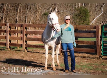 Mule, Mare, 11 years, 14,2 hh, Roan-Blue